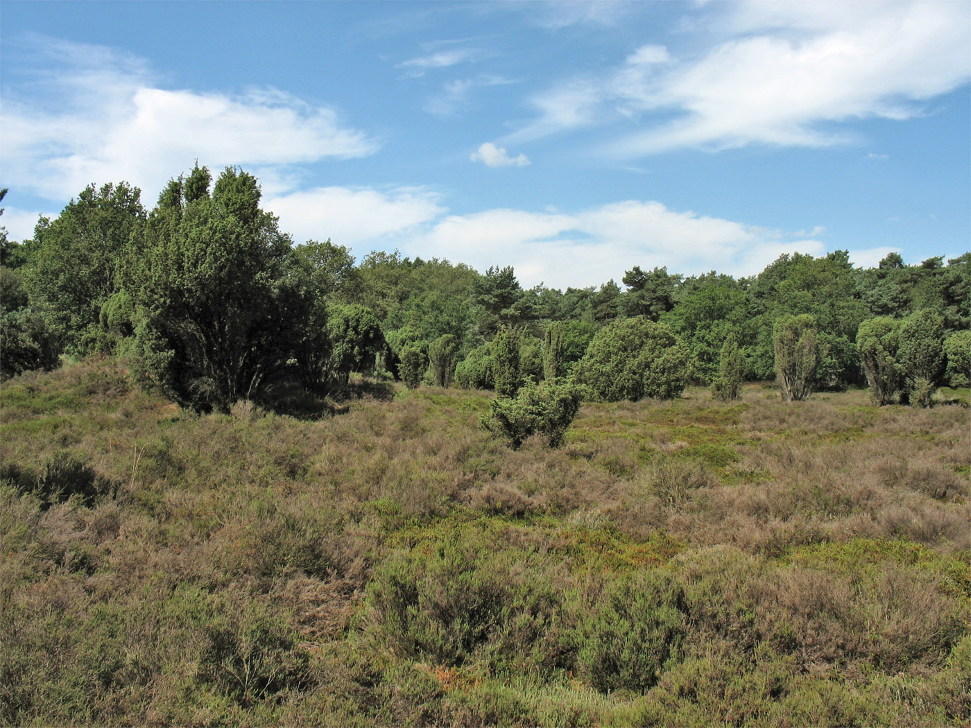 Dwingelderveld, image of landscape/habitat.