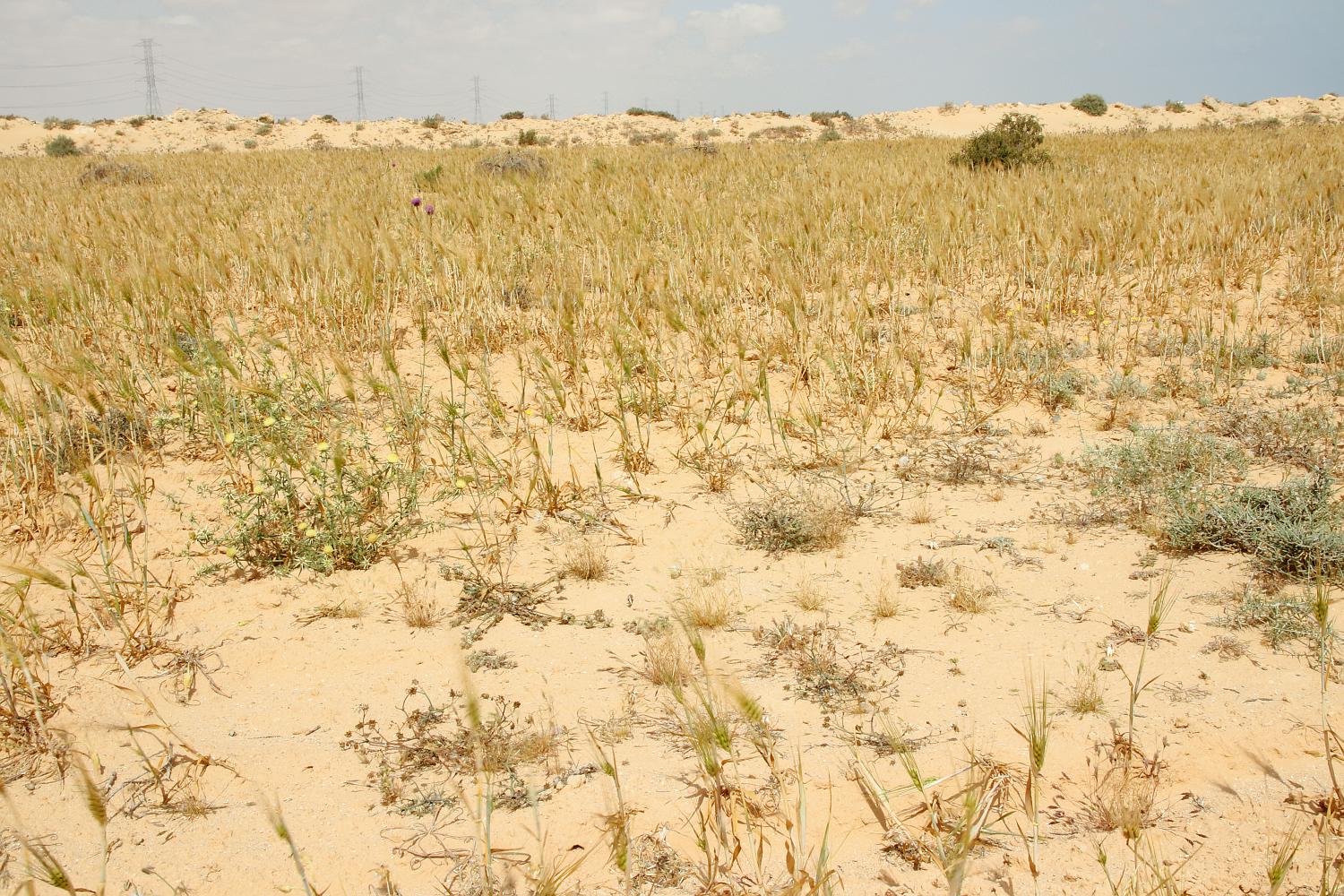 Восточный Матрух, image of landscape/habitat.