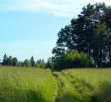 Звенигородский край, изображение ландшафта.