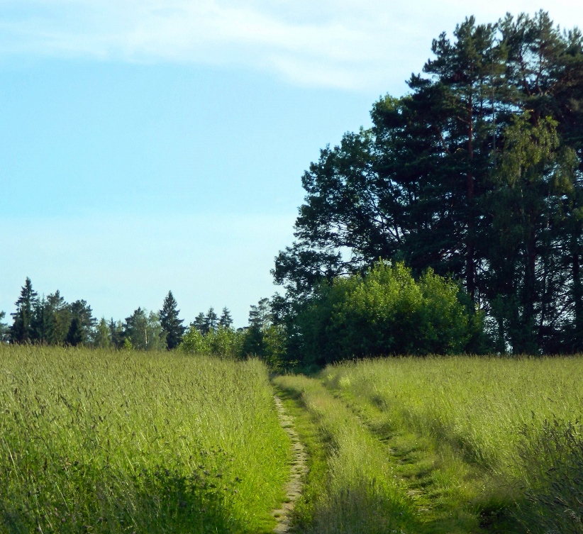 Звенигородский край, image of landscape/habitat.