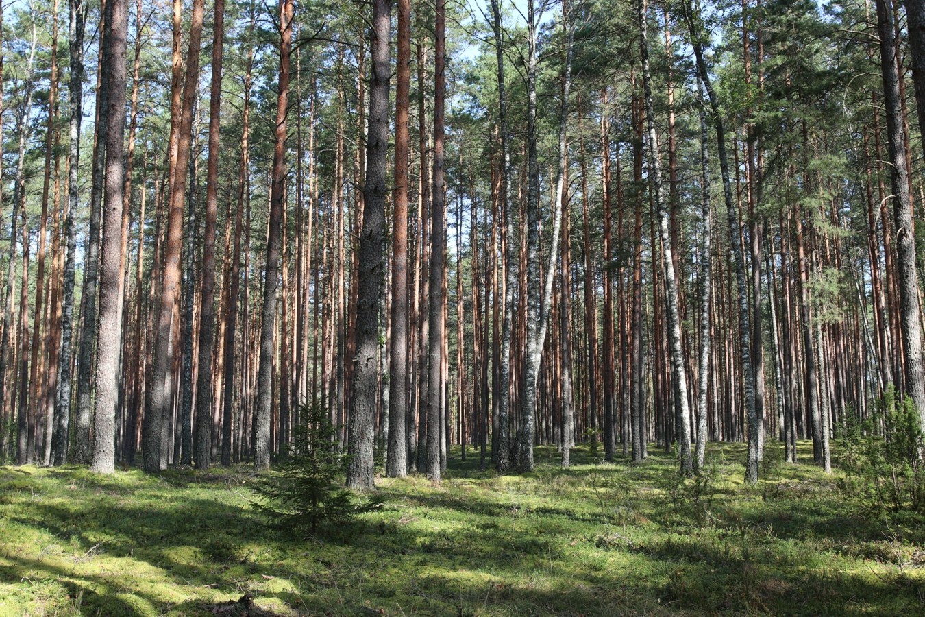 Сурмино, изображение ландшафта.