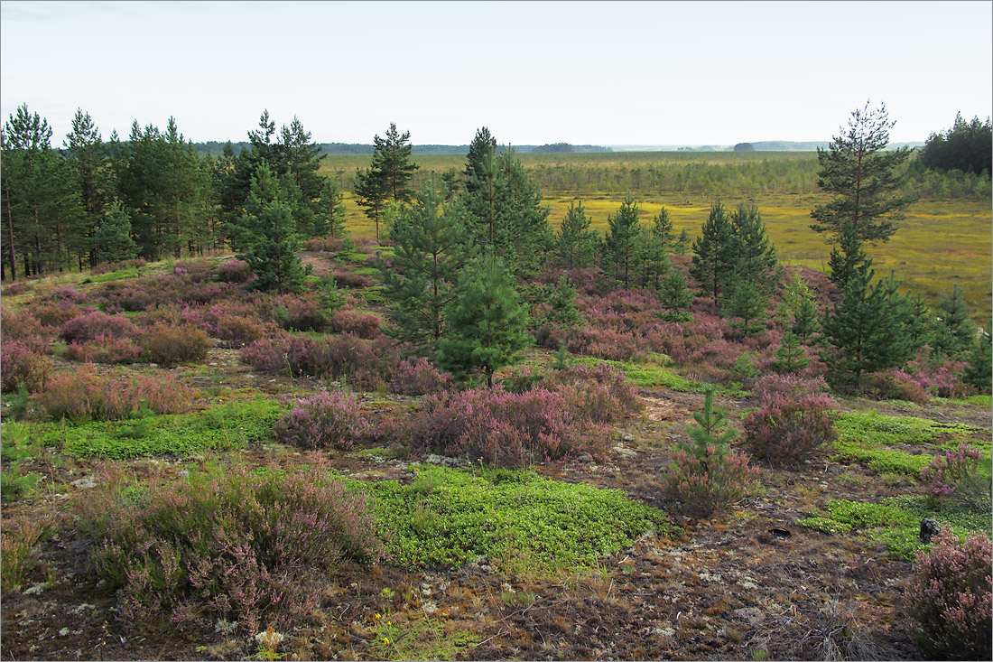Лужские боры, image of landscape/habitat.