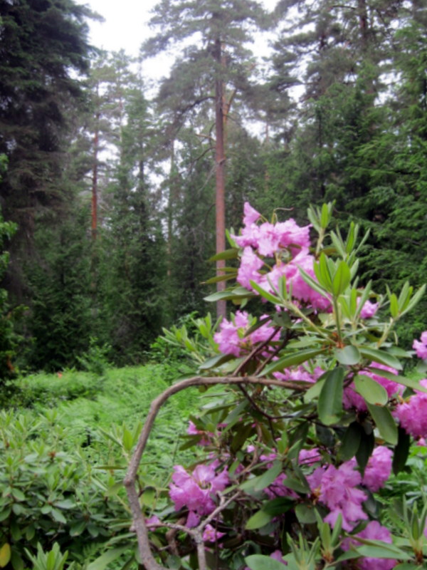 Арборетум Мустила, image of landscape/habitat.