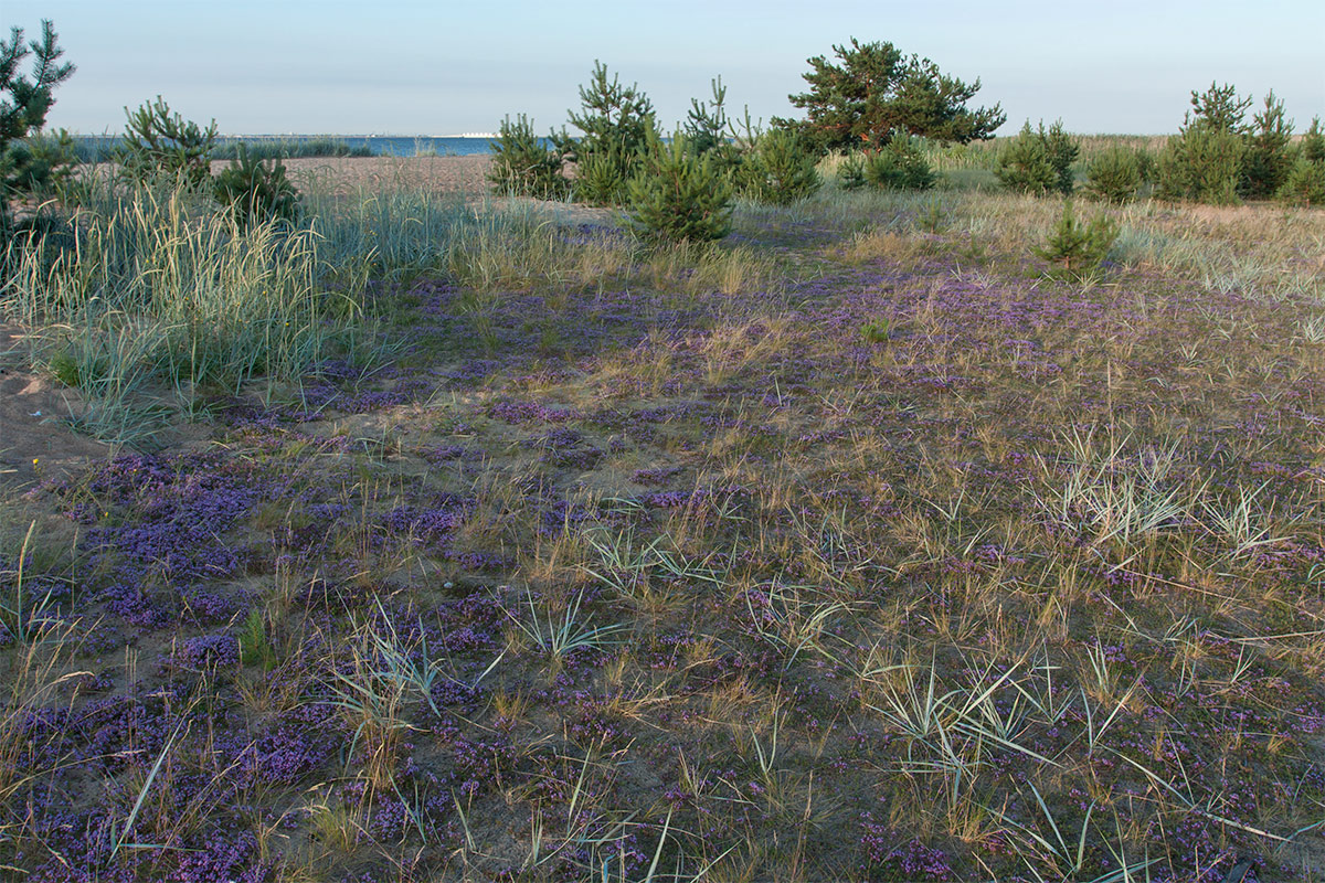 Большая Ижора, image of landscape/habitat.