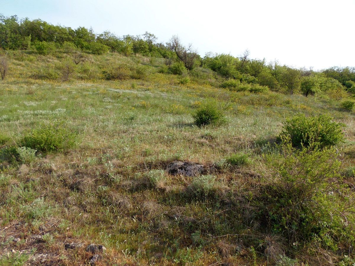 Балка Щавелевая, image of landscape/habitat.