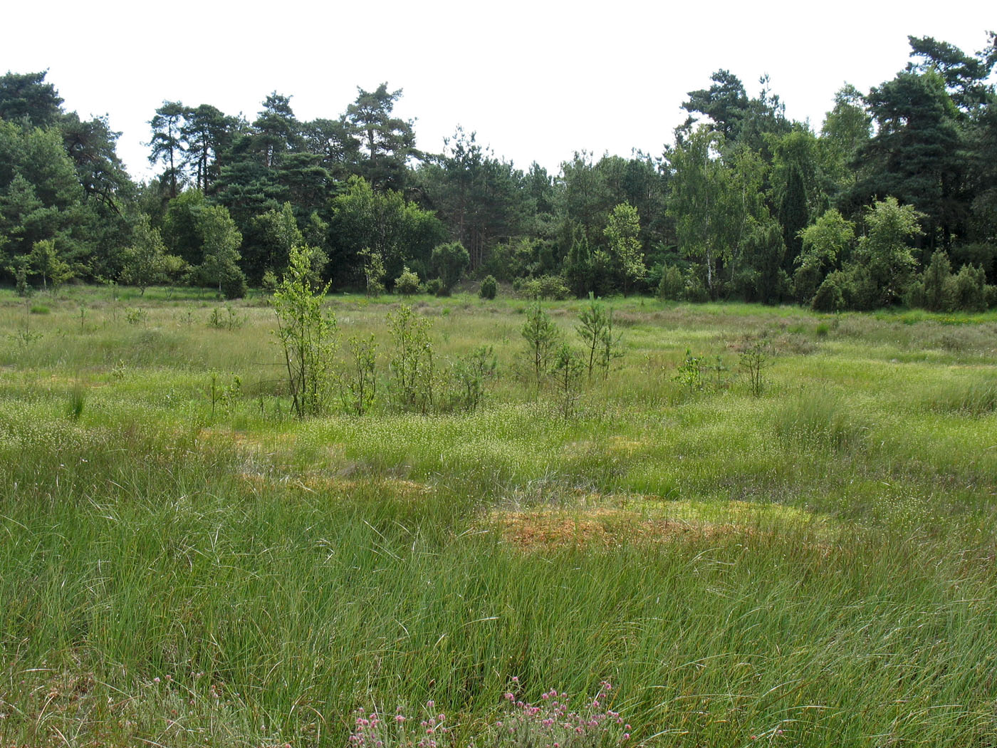 Dwingelderveld, image of landscape/habitat.