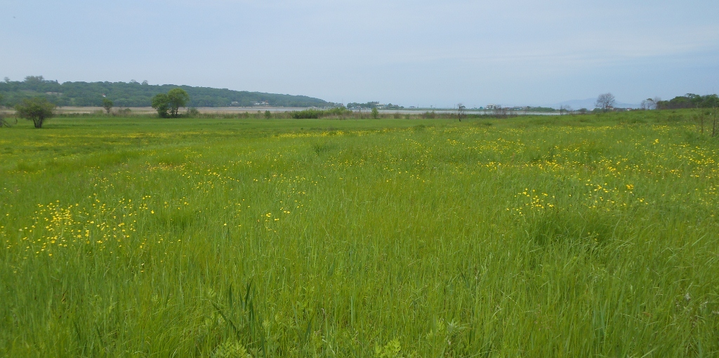 Падь Лебединая, image of landscape/habitat.