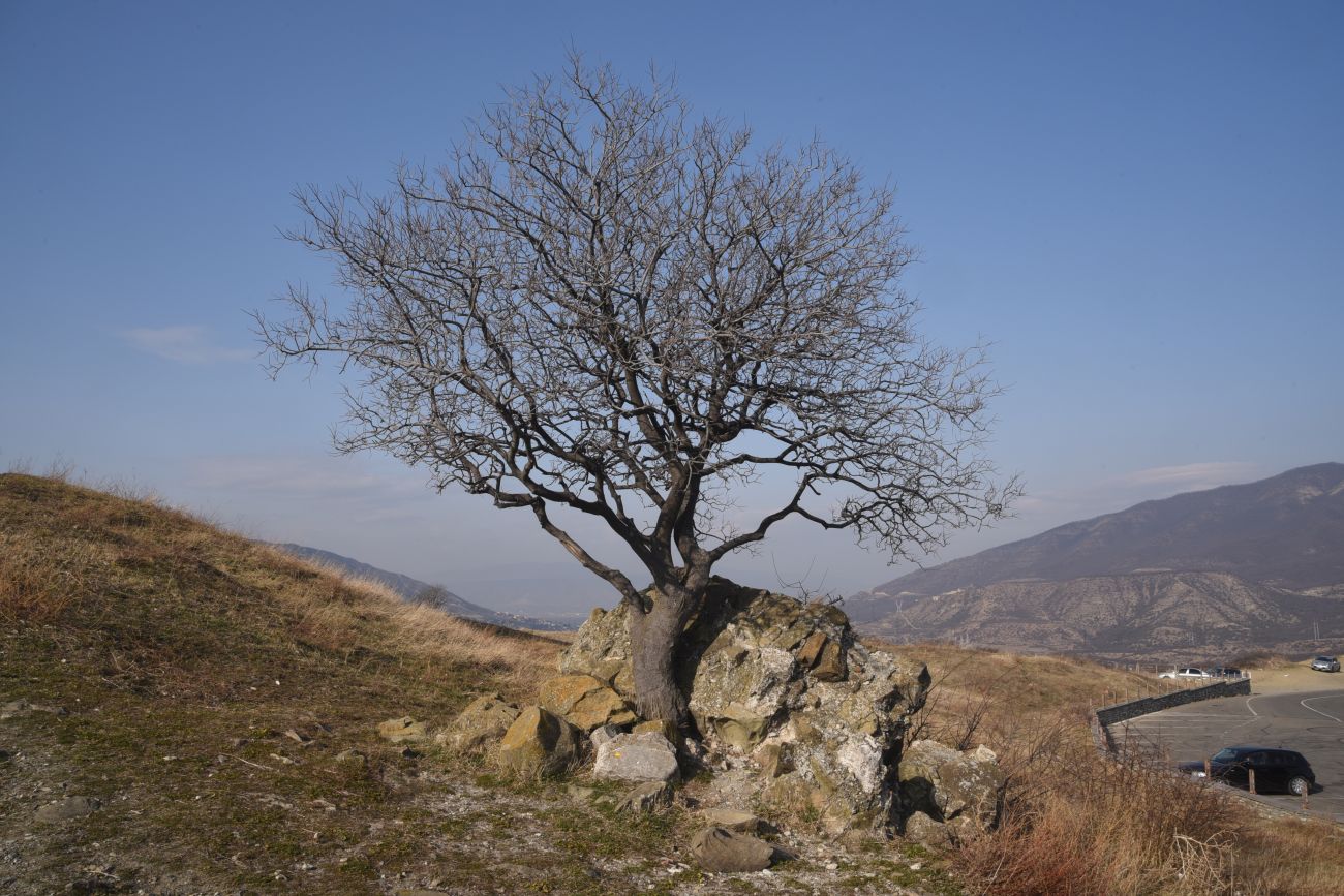 Джвари, image of landscape/habitat.