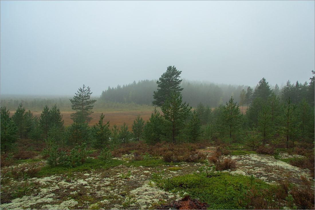 Лужские боры, image of landscape/habitat.