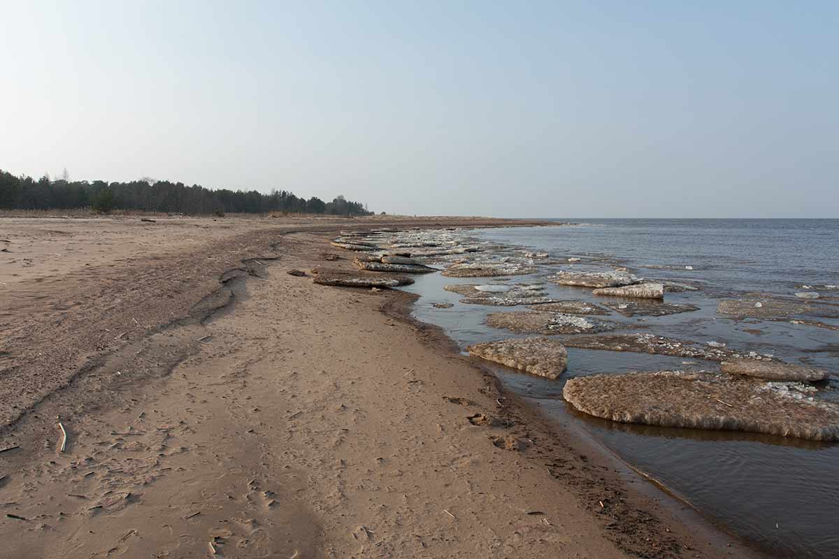 Большая Ижора, image of landscape/habitat.