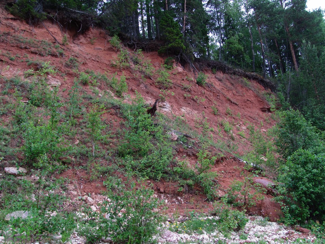 Окр. Пинежского заповедника, image of landscape/habitat.