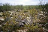 Туманный, image of landscape/habitat.