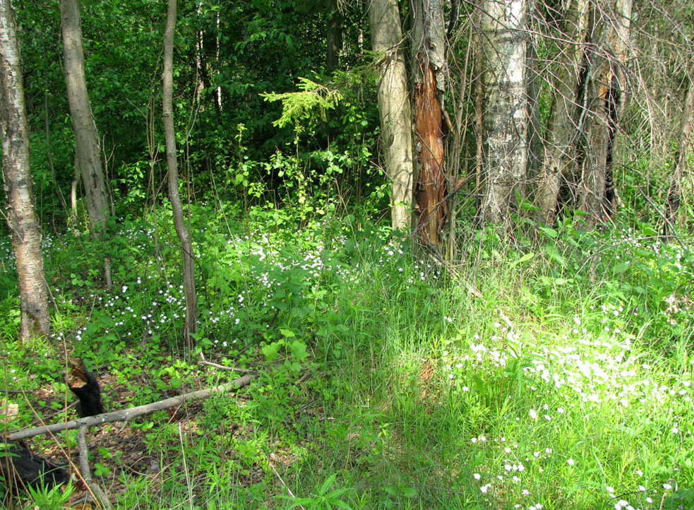У дороги на Некоуз, image of landscape/habitat.