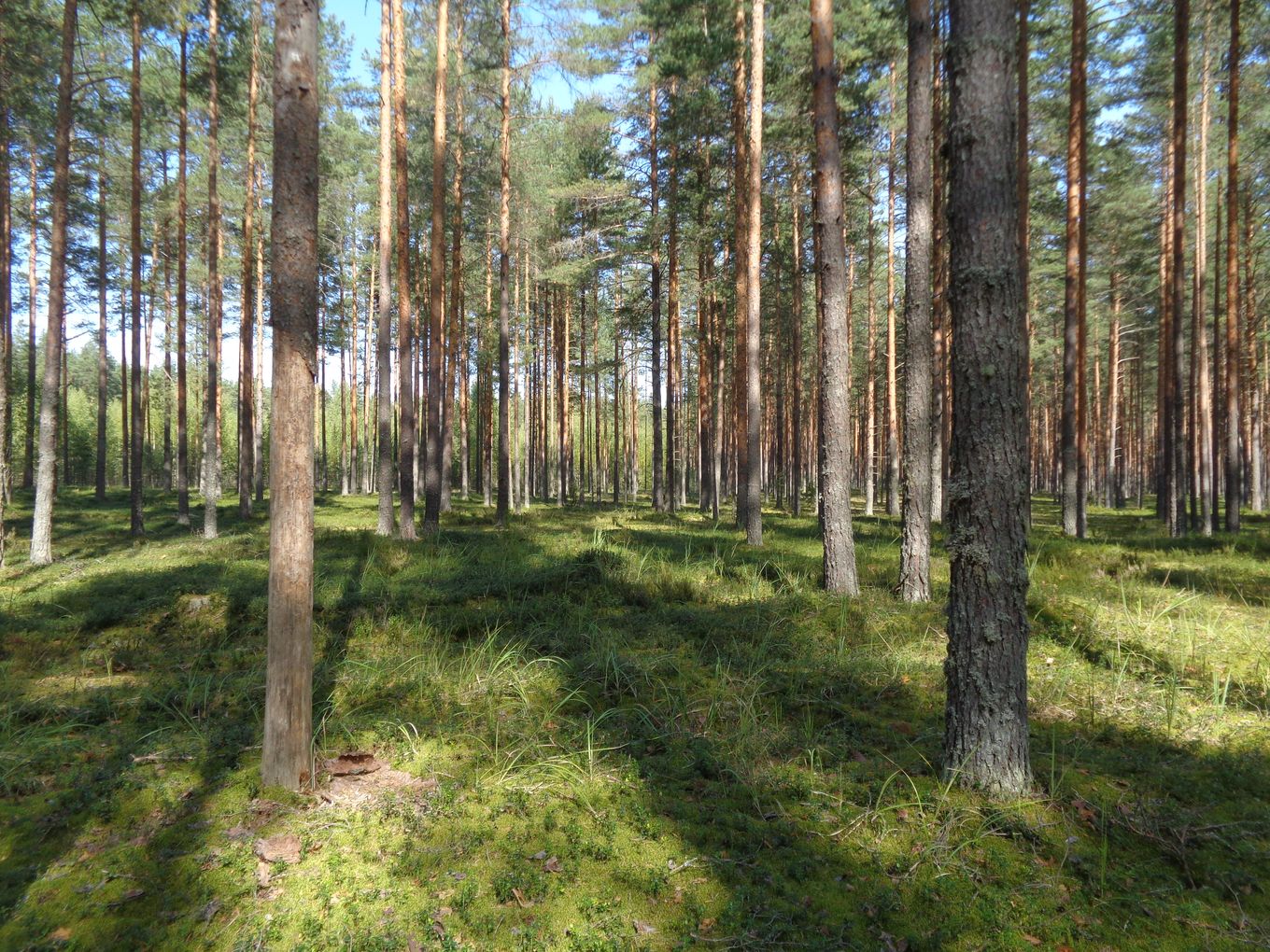 Хутор Спас-Реня, image of landscape/habitat.