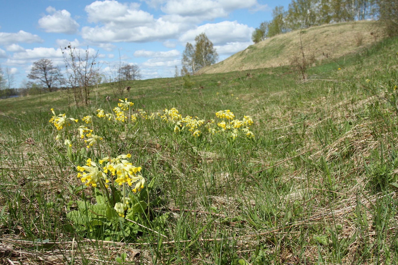 Шеляково и окрестности, image of landscape/habitat.