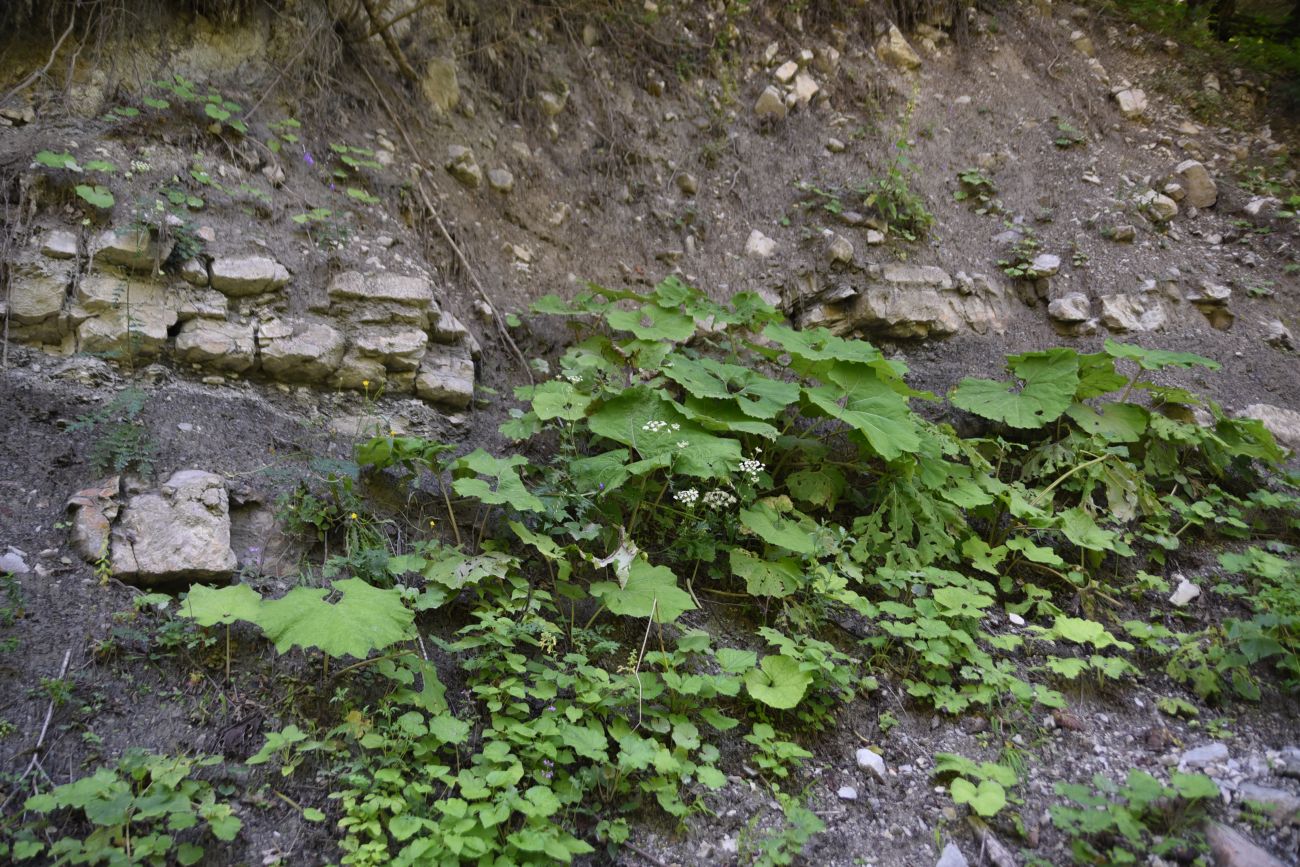 Окрестности села Дай, image of landscape/habitat.