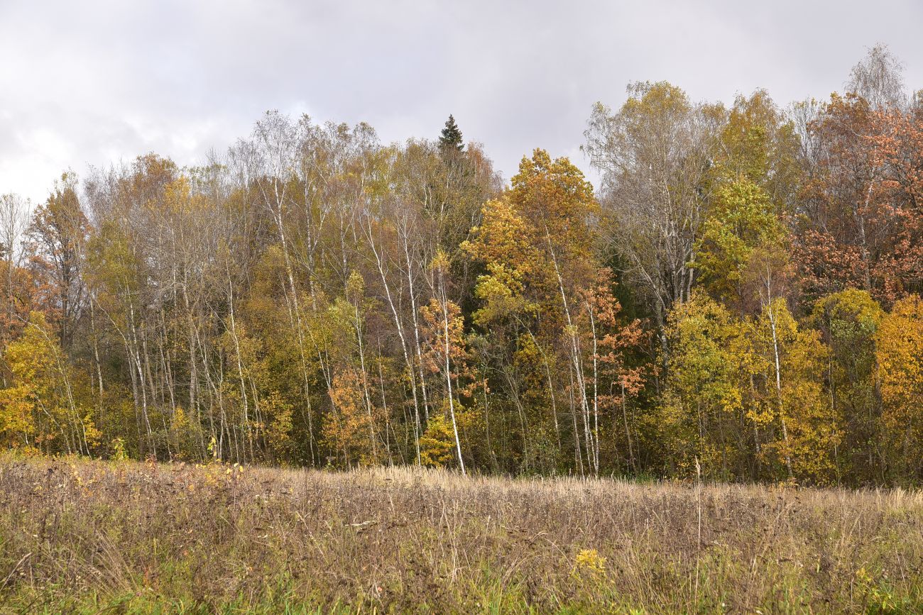 Окрестности деревни Чёлохово, image of landscape/habitat.