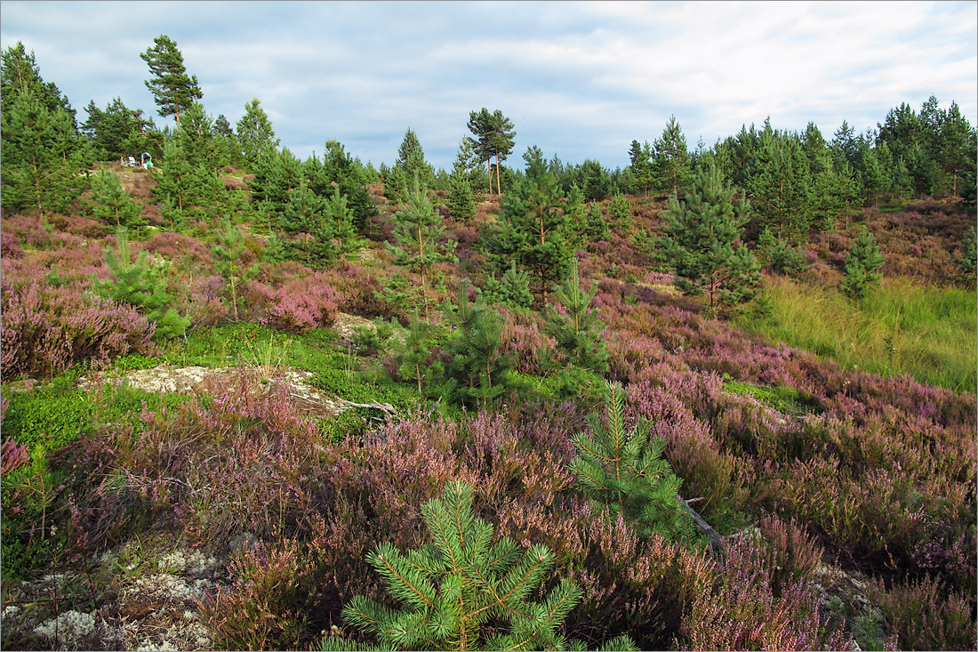 Лужские боры, image of landscape/habitat.