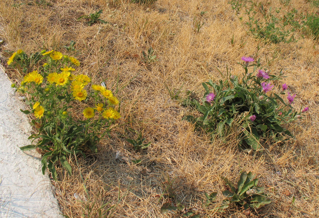 Бавлы, image of landscape/habitat.