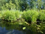 Лаппелово, image of landscape/habitat.