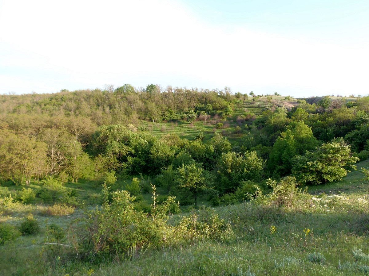 Балка Щавелевая, image of landscape/habitat.