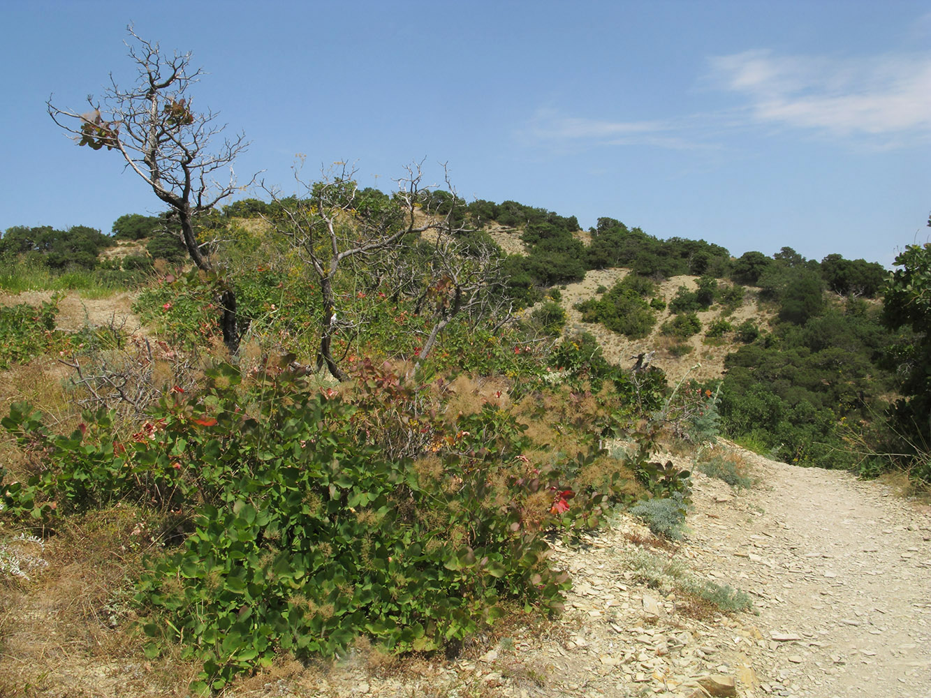 Большой Утриш, гора Солдатская, image of landscape/habitat.