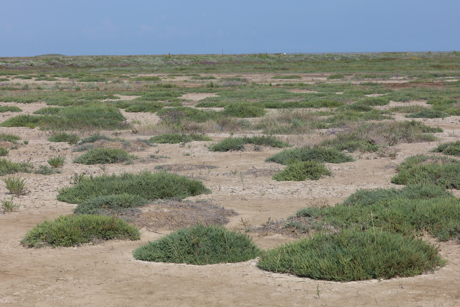 Заказник Присивашский, image of landscape/habitat.