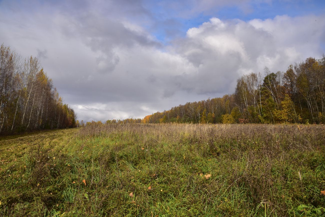 Окрестности деревни Чёлохово, image of landscape/habitat.