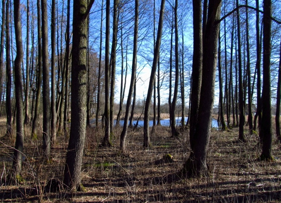Новогрудок, image of landscape/habitat.