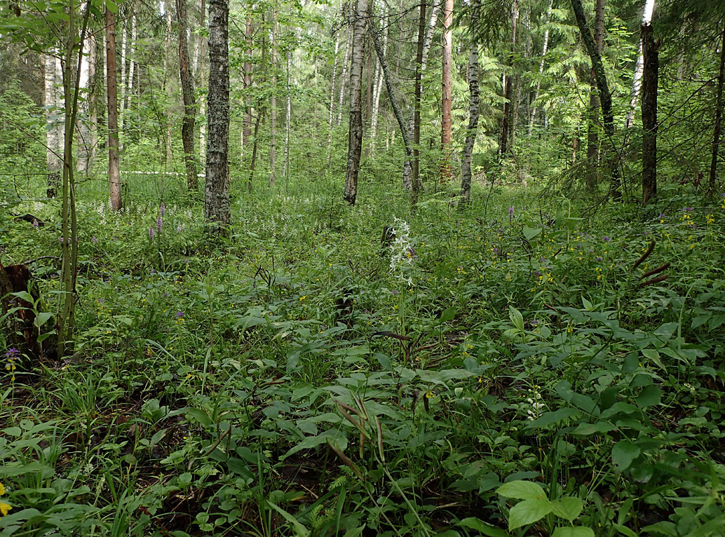 Шлюз №2 канала им. Москвы, image of landscape/habitat.