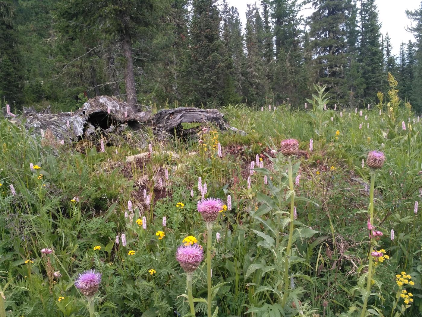 Долина реки Нижняя Буйба, image of landscape/habitat.