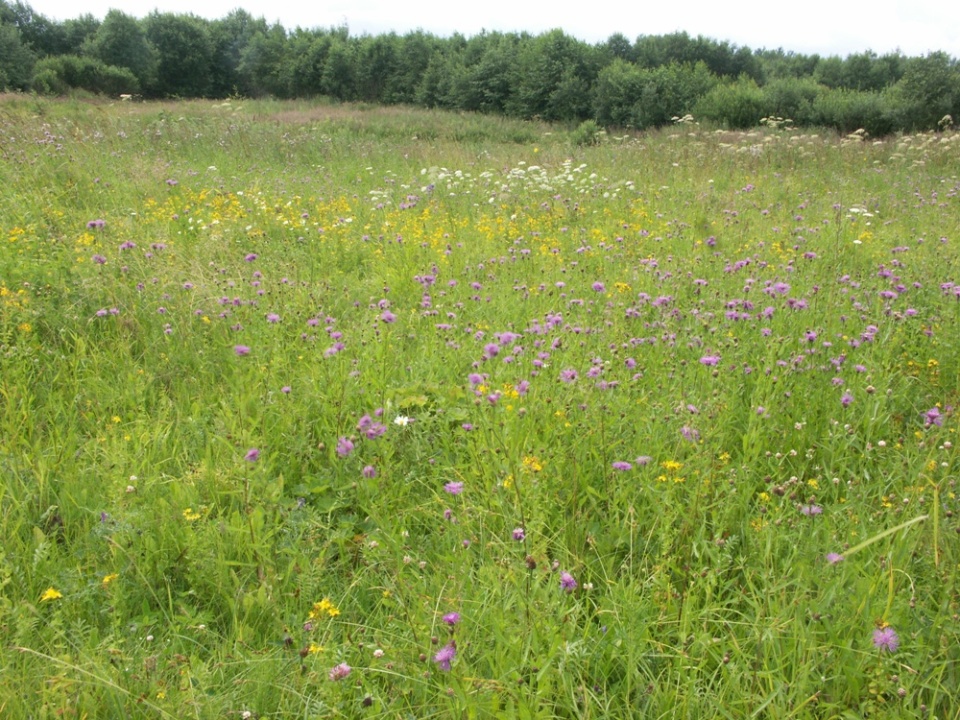 НП "Себежский", image of landscape/habitat.