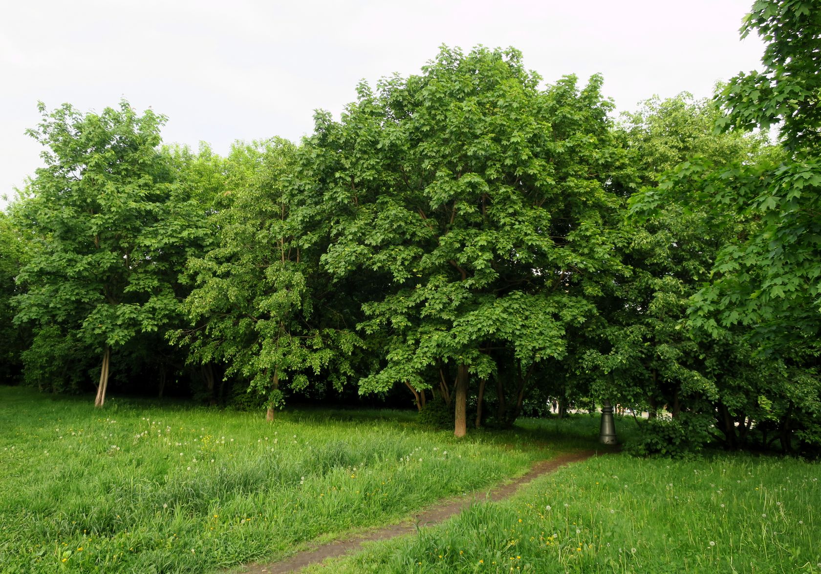 Перово (местность), image of landscape/habitat.