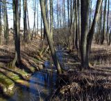 Новогрудок, image of landscape/habitat.