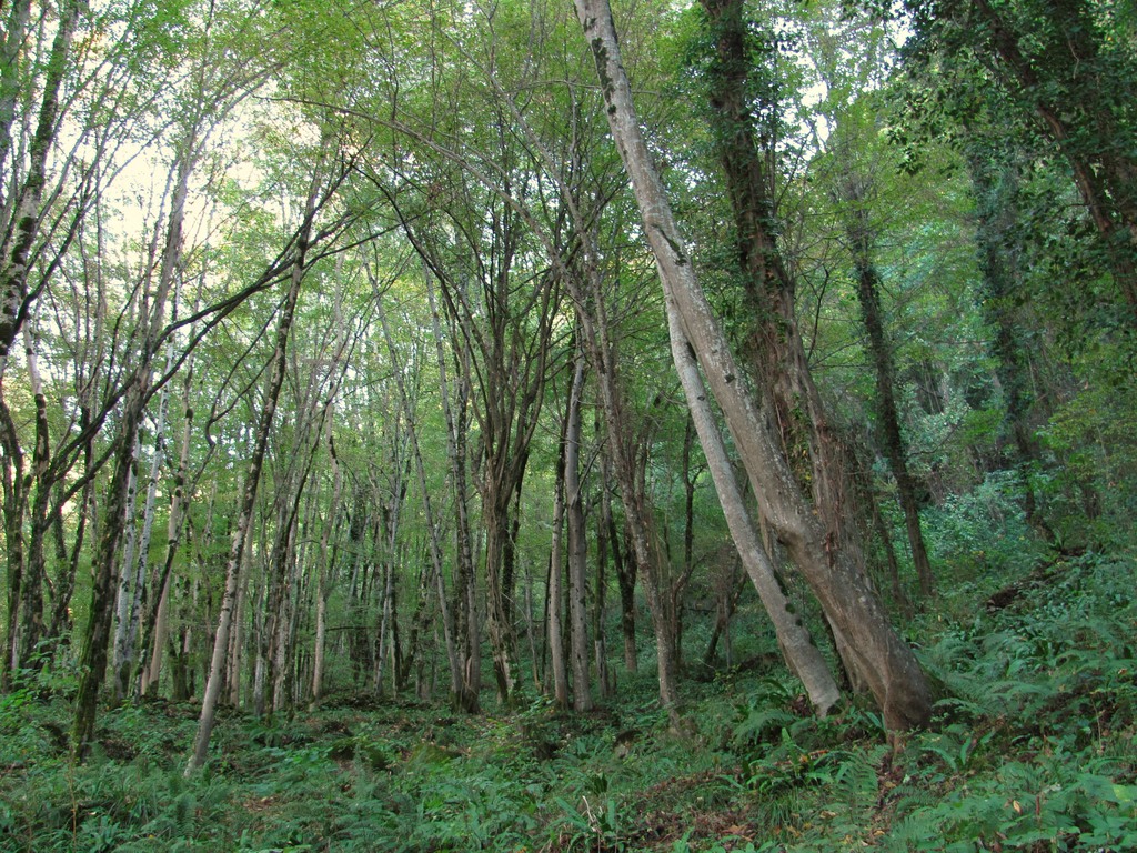 Хоста и окрестности, image of landscape/habitat.