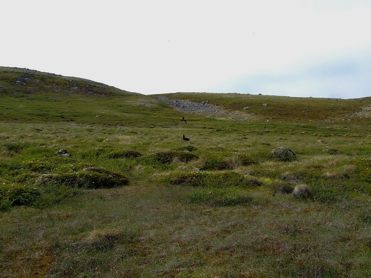 Порчниха, image of landscape/habitat.