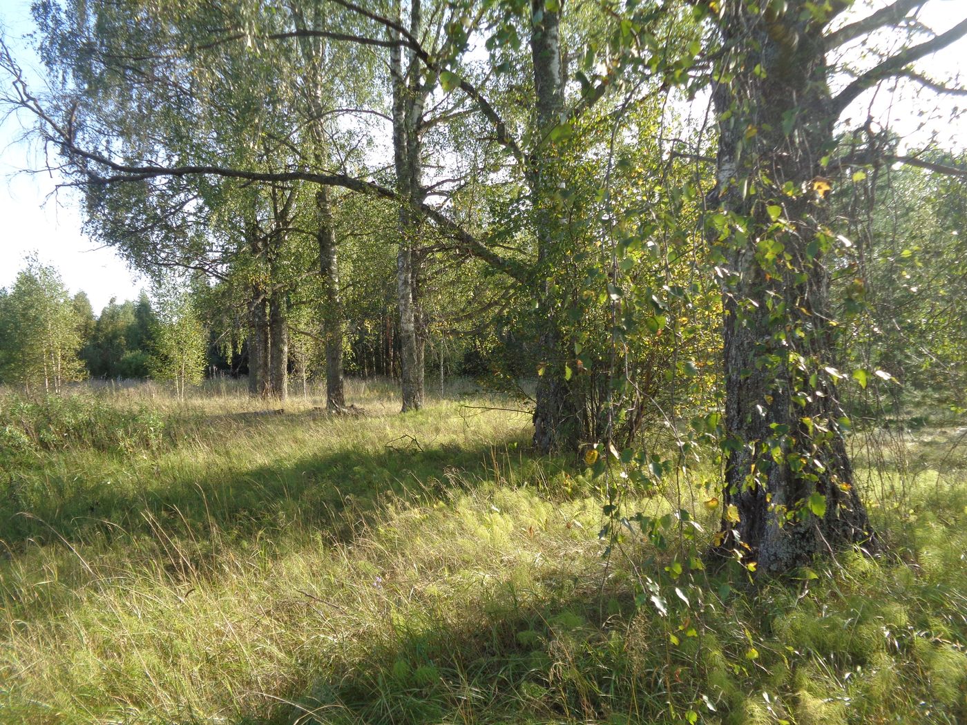 Хутор Спас-Реня, image of landscape/habitat.