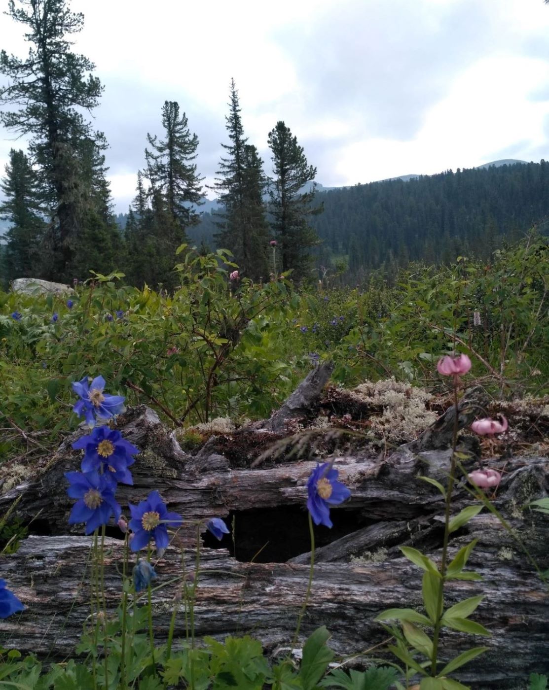 Долина реки Нижняя Буйба, image of landscape/habitat.