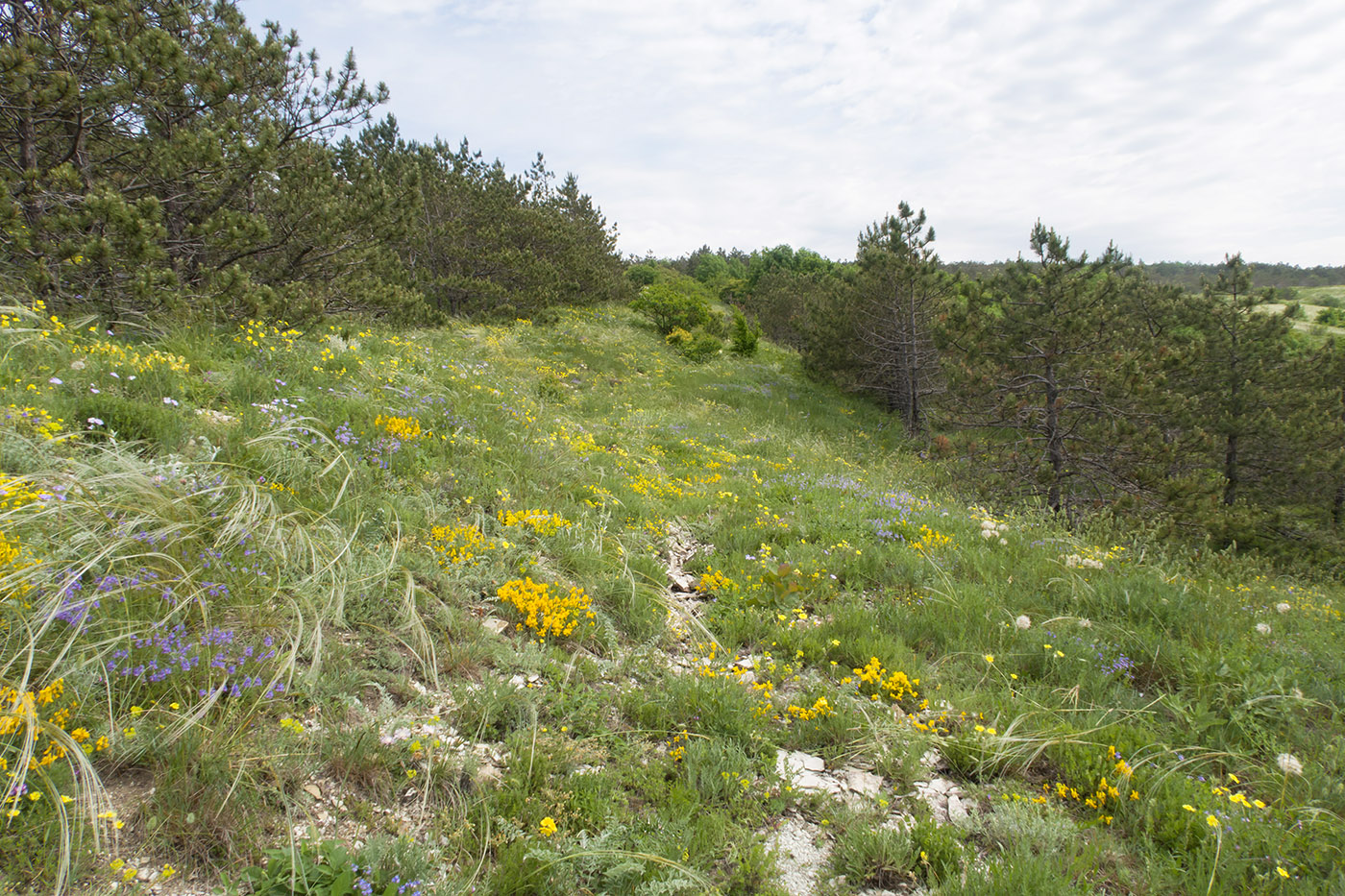 Гора Раевская, image of landscape/habitat.