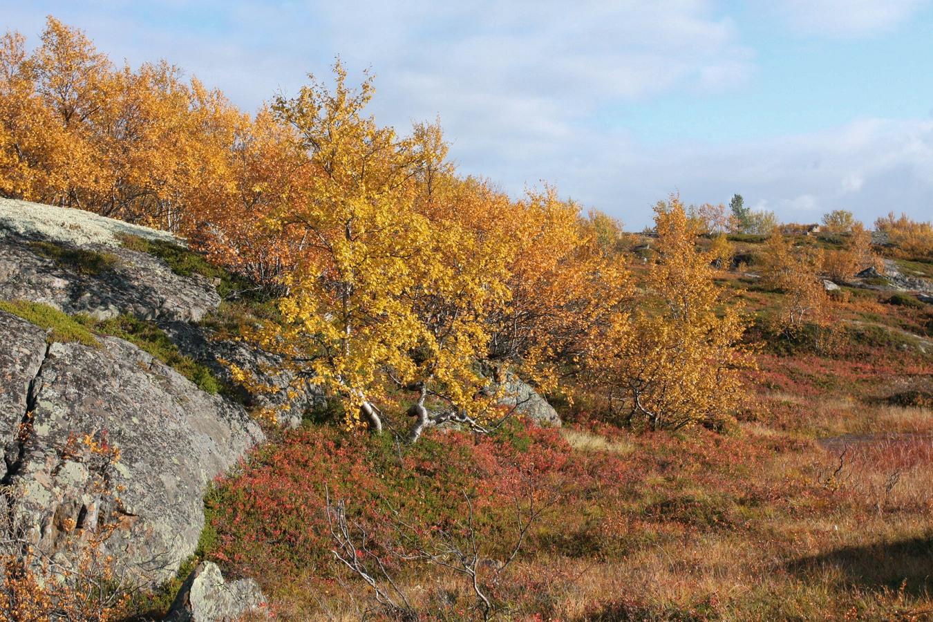 Горелая сопка, image of landscape/habitat.