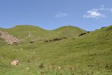 Окрестности урочища Цамадой, image of landscape/habitat.