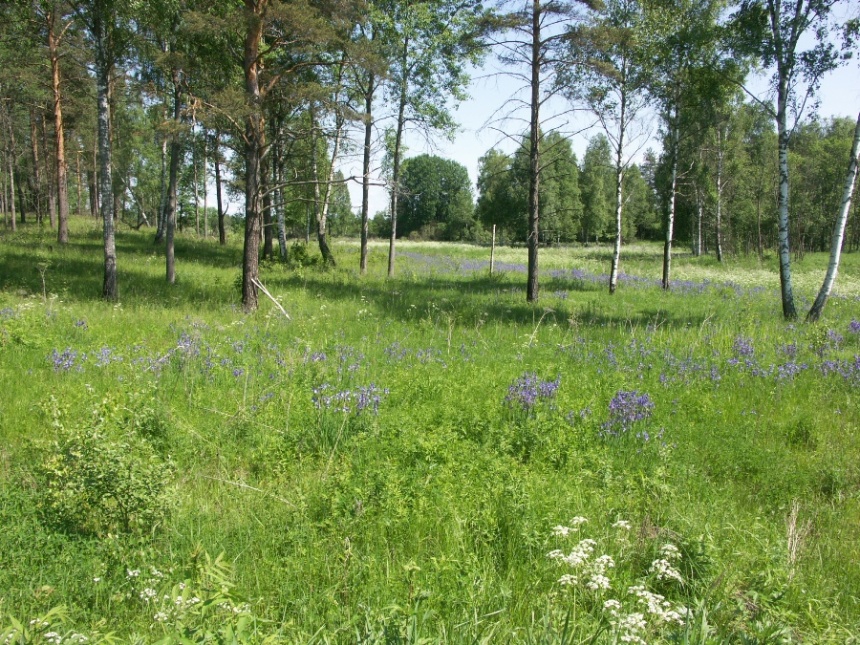 НП "Себежский", image of landscape/habitat.