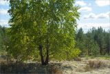 Лужские боры, image of landscape/habitat.