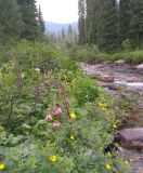 Долина реки Нижняя Буйба, image of landscape/habitat.