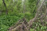 Окрестности деревни Семичёво, image of landscape/habitat.