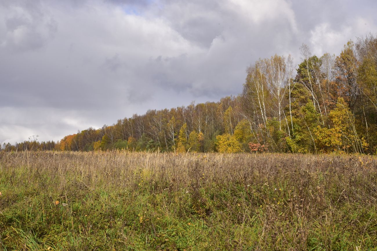Окрестности деревни Чёлохово, image of landscape/habitat.