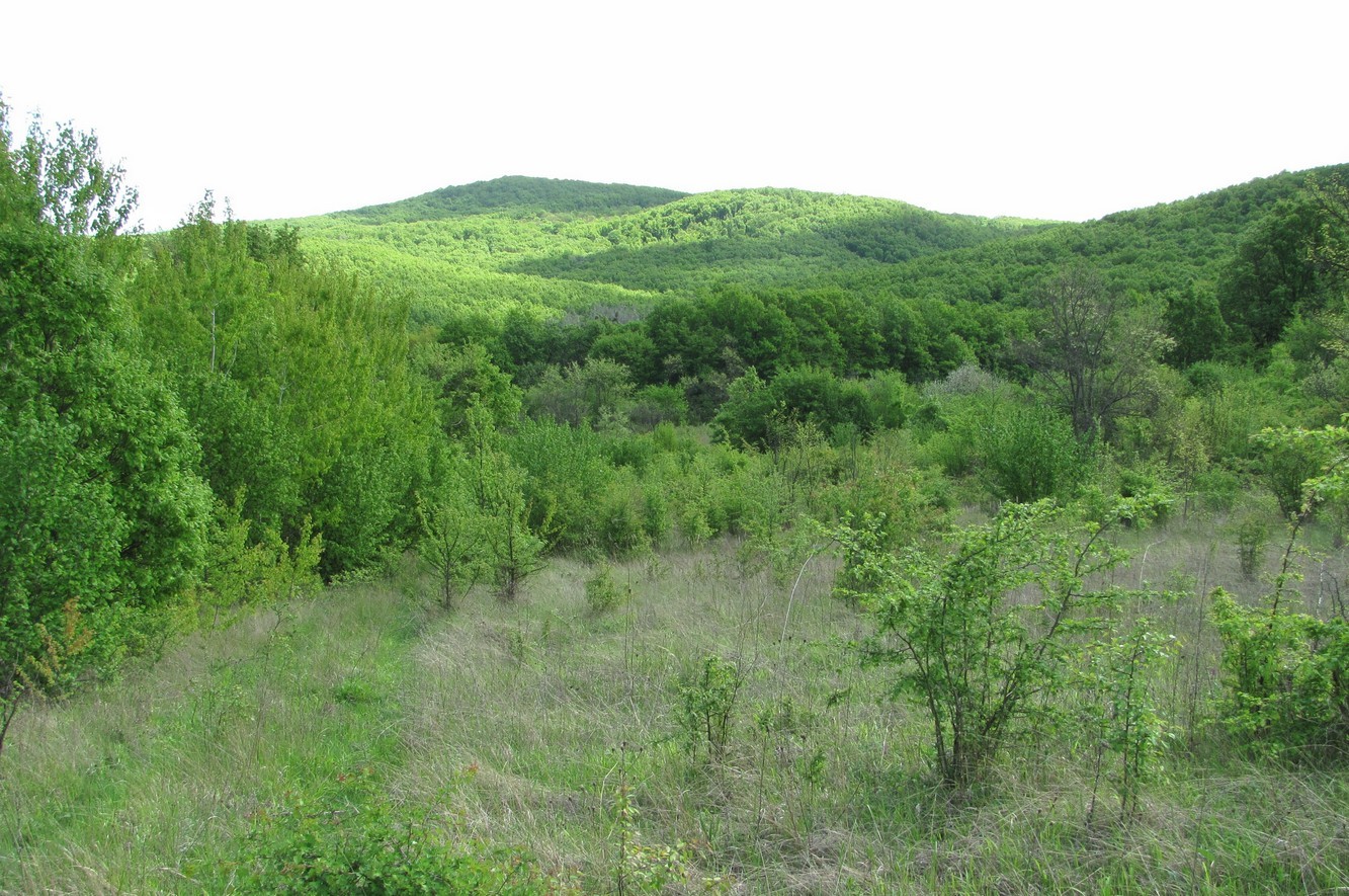 Холмская, изображение ландшафта.