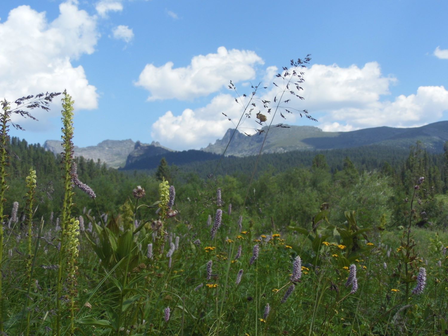 Долина реки Нижняя Буйба, image of landscape/habitat.