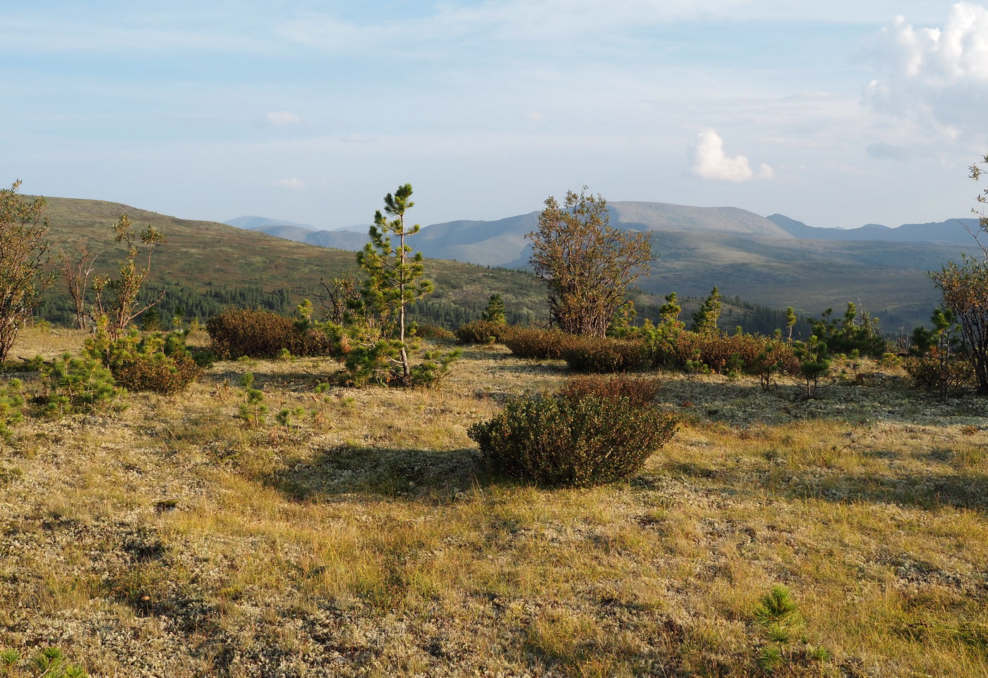 Верховья Амыла, image of landscape/habitat.
