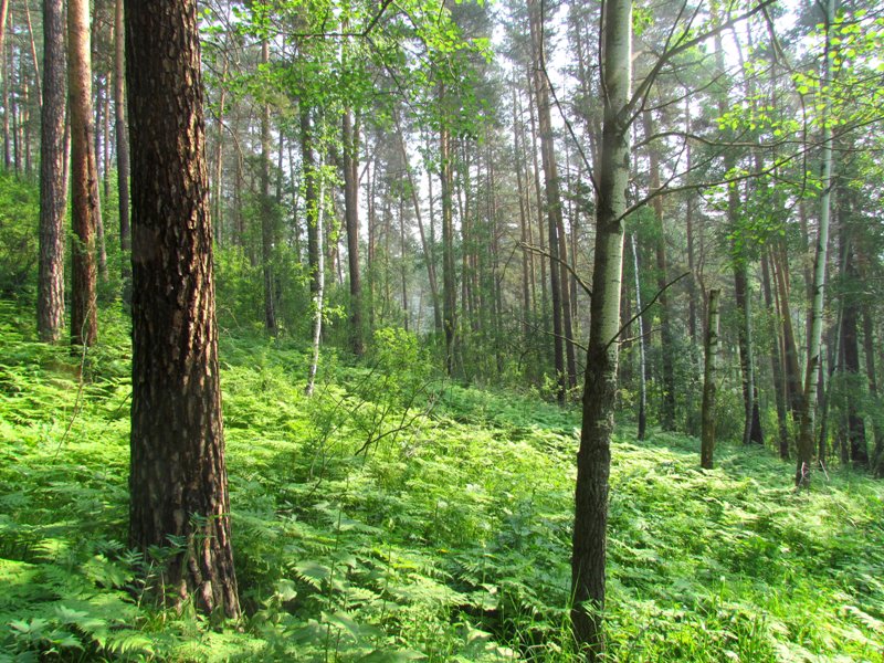 Бердские скалы, image of landscape/habitat.